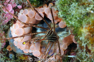 Yellowline arrow crab (Stenorhynchus) guarding a pink ane... by Jorge Sorial 